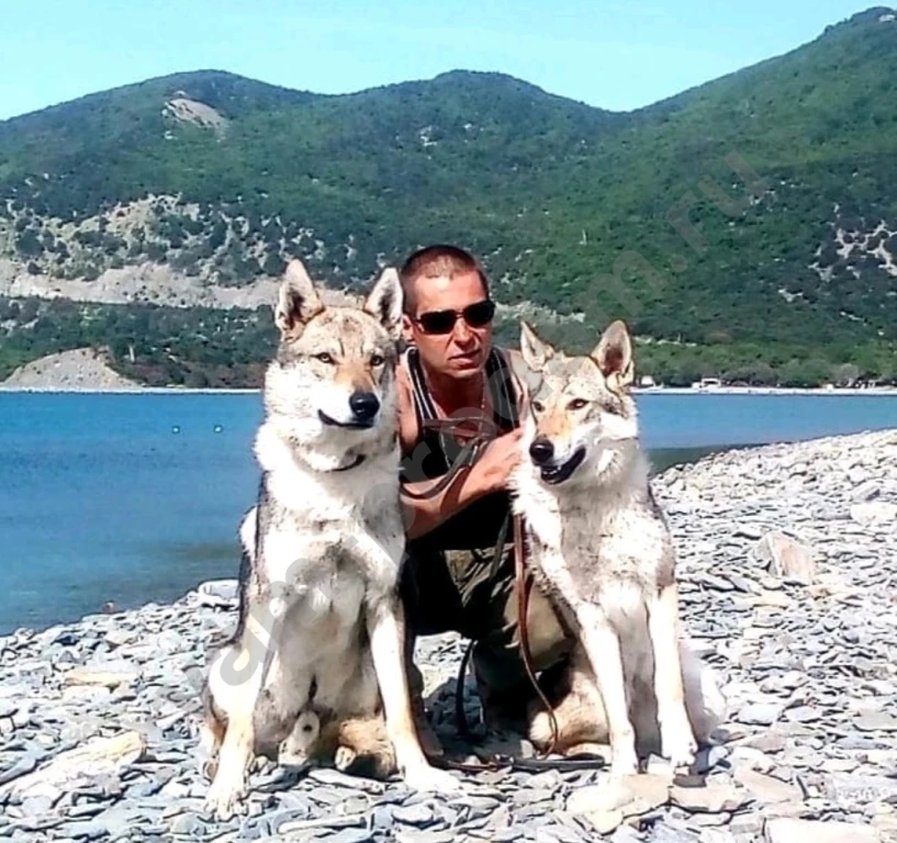 Чехословацкая волчья собака, щенки