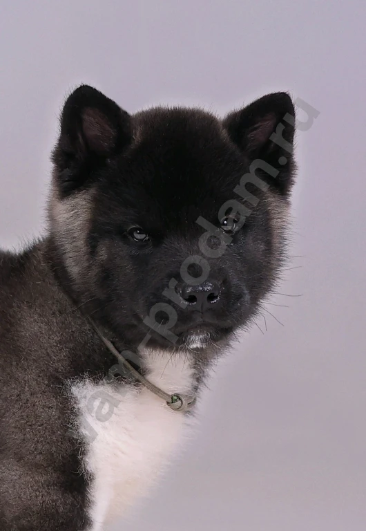 Щенок Американской Акиты