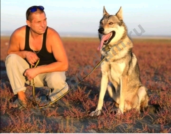 Чехословацкая волчья собака, щенки