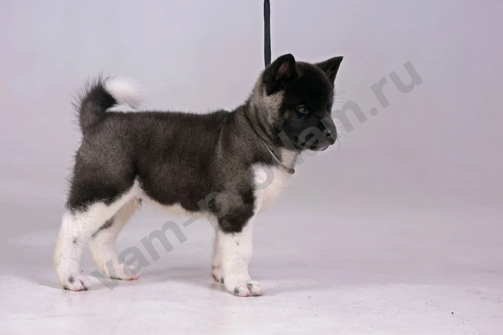 Щенок Американской Акиты