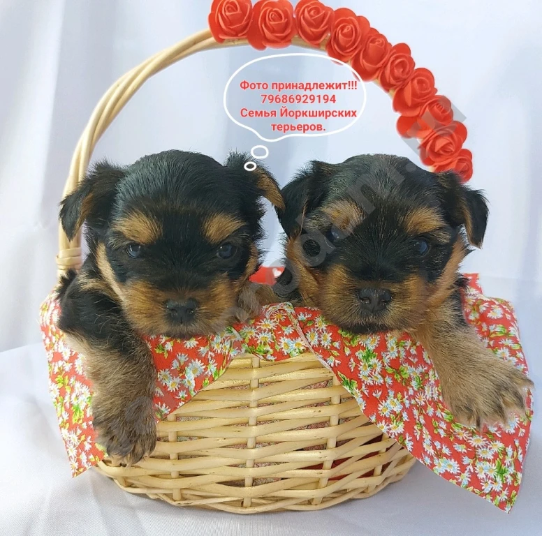 Щенки породы Йоркширского терьера