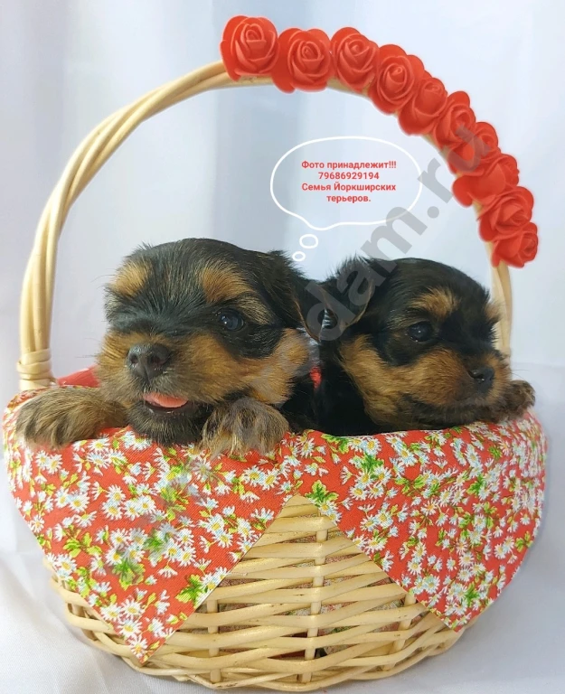 Щенки породы Йоркширского терьера