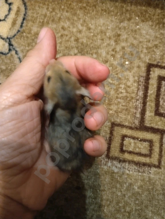 Сирийский хомяк