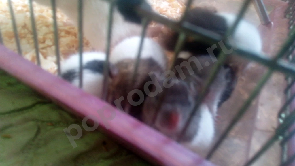 Крысы милые пушистые всего 70 рб (самовывоз)