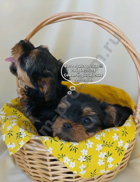 Щенки породы Йоркширский терьер