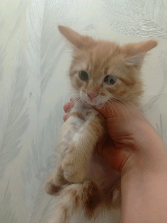 Не знаю породу