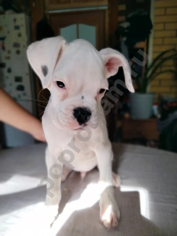 Немецкий боксер