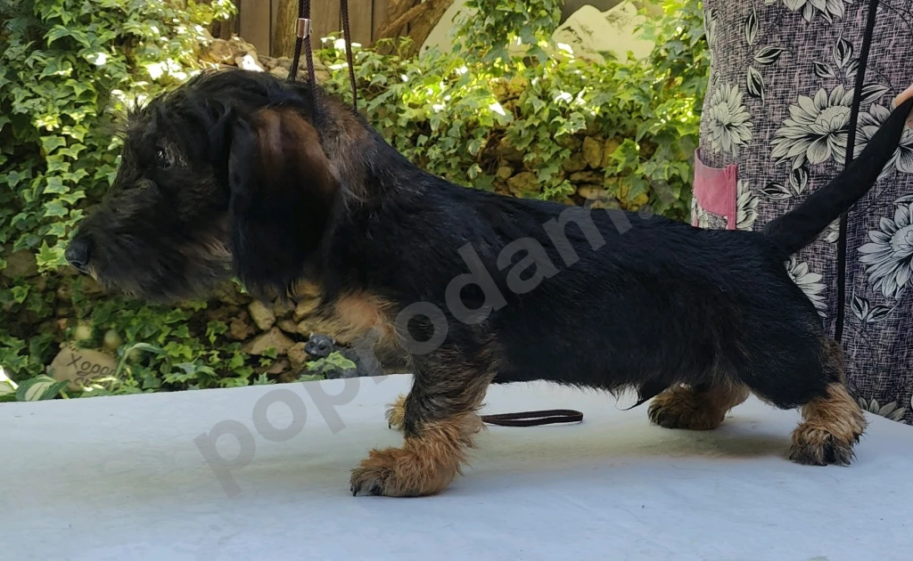 Такса жесткошерстная