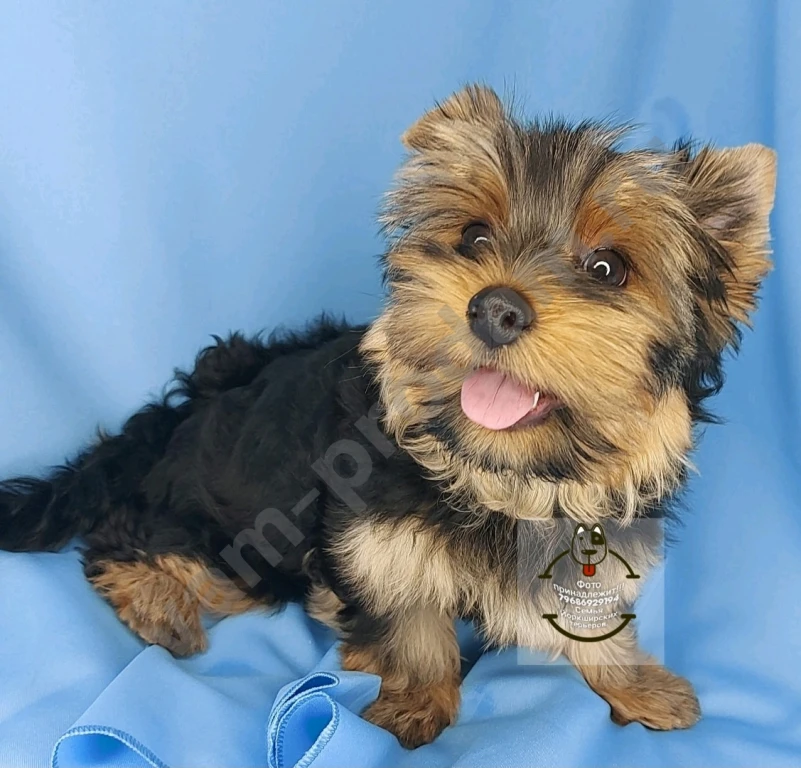 Щенки породы Йоркширского терьера