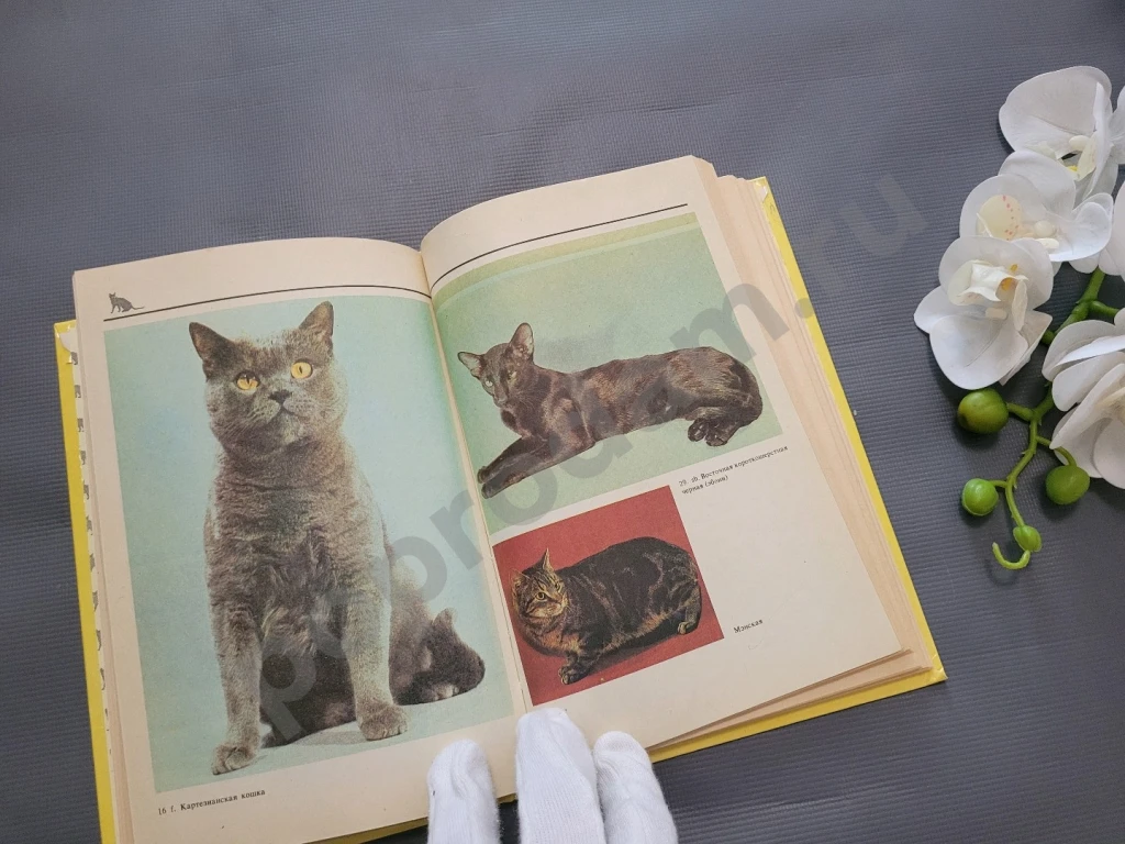 Филиппов / Домашние кошки 1991г