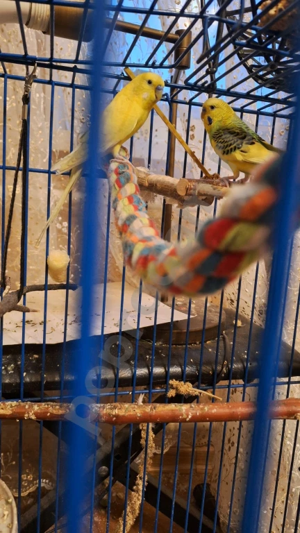 Волнистые попугаи + остальное