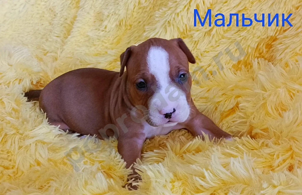 Американский Стаффордширский терьер щенки