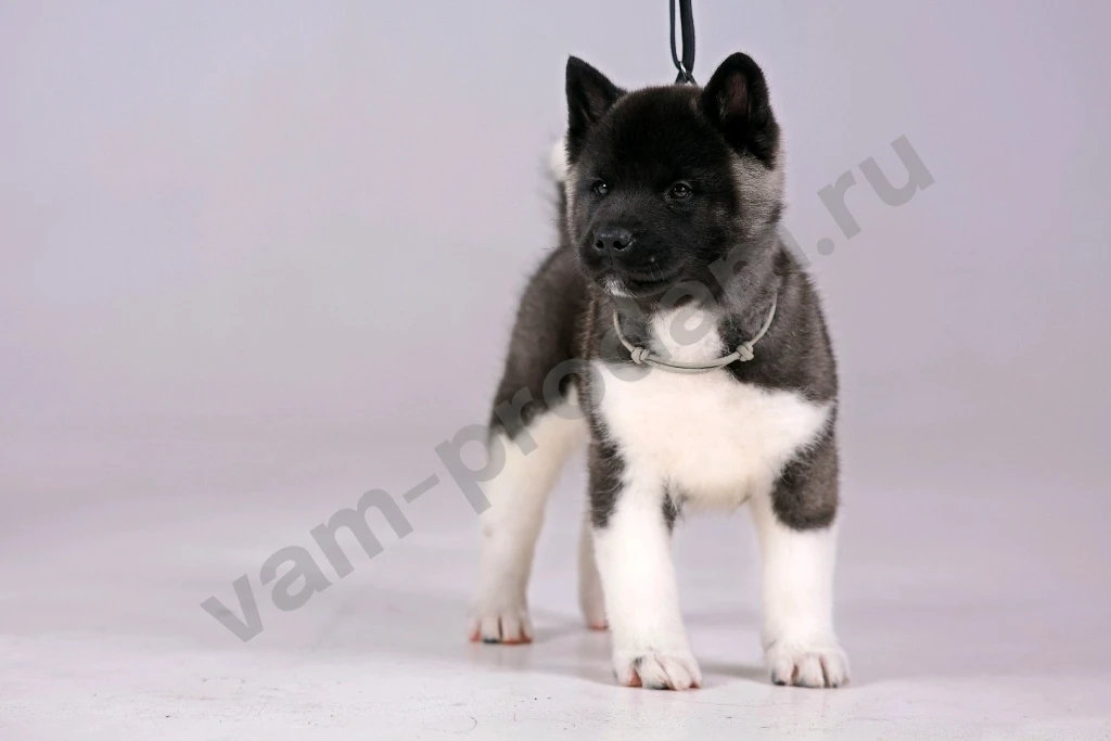 Щенок Американской Акиты