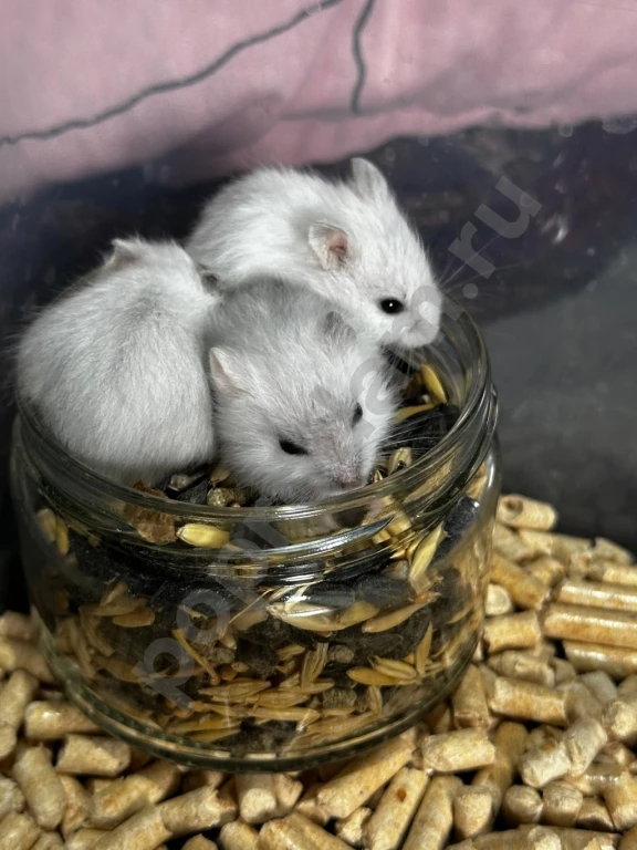 Джунгарики, крысы в наличии