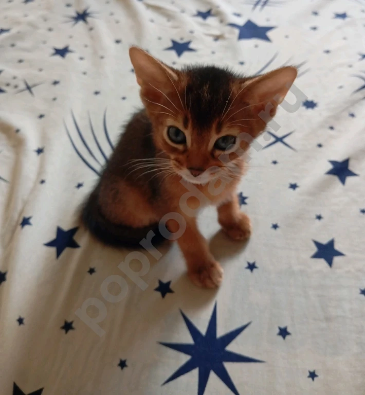 Абиссинский котенок