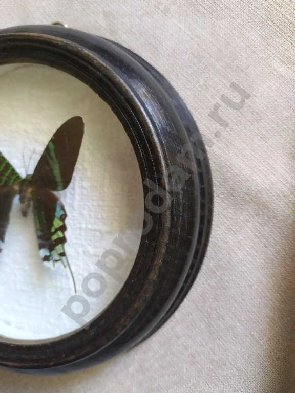 Перуанская бабочка в рамке