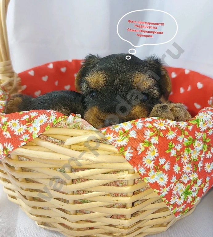 Щенки породы Йоркширского терьера