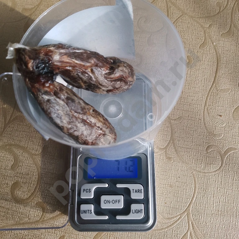 Струя бобра