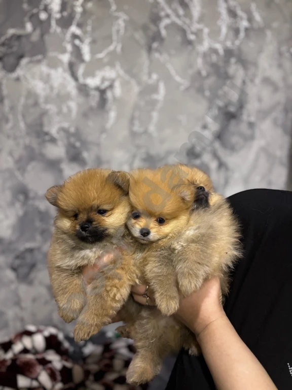 Щенки Шпица