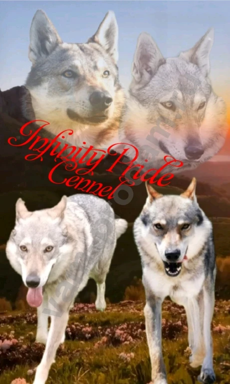 Чехословацкая волчья собака, щенки