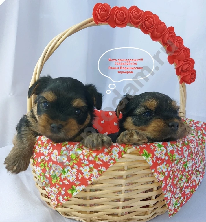 Щенки породы Йоркширского терьера