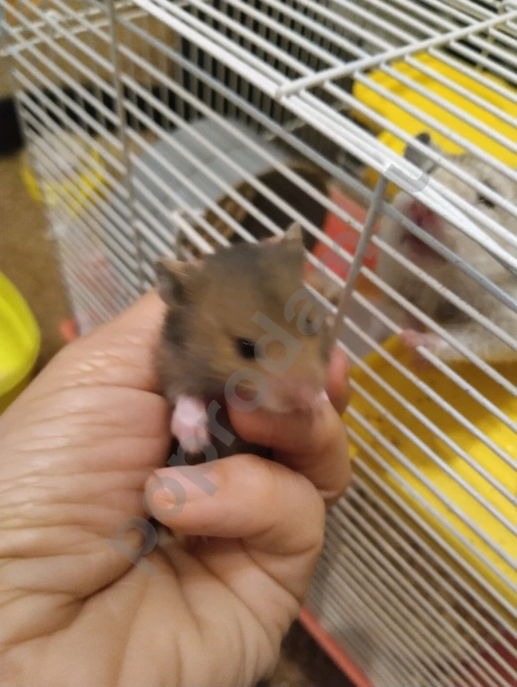 Сирийский хомяк