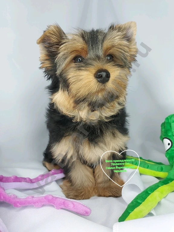 Щенки породы Йоркширского терьера