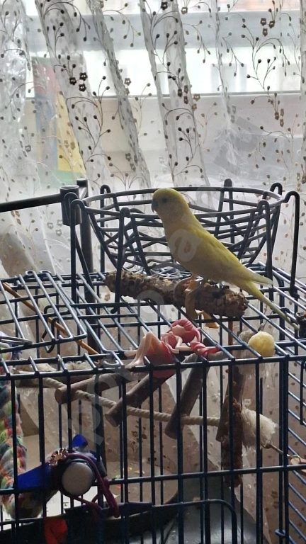 Волнистые попугаи + остальное