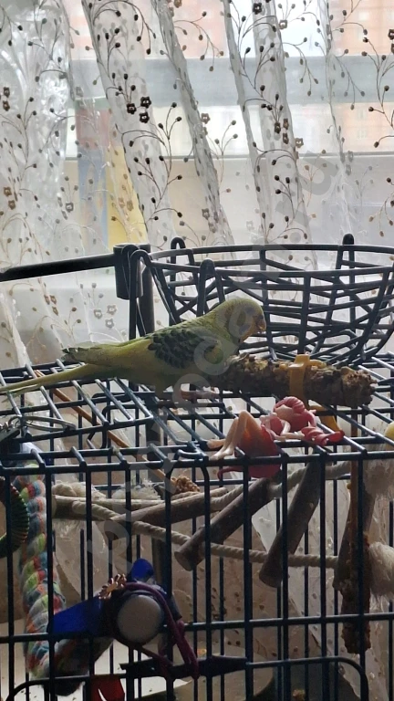 Волнистые попугаи + остальное