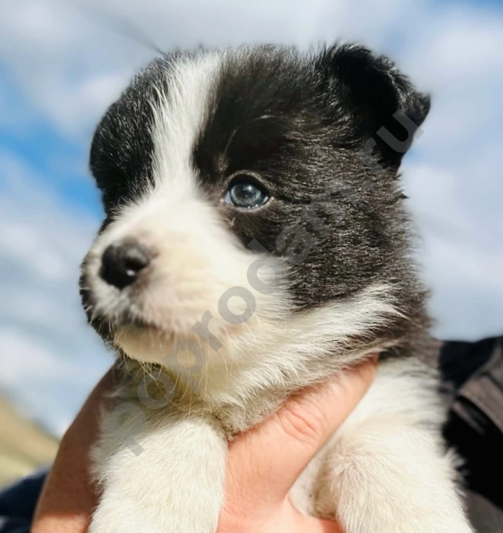 Бордер колли