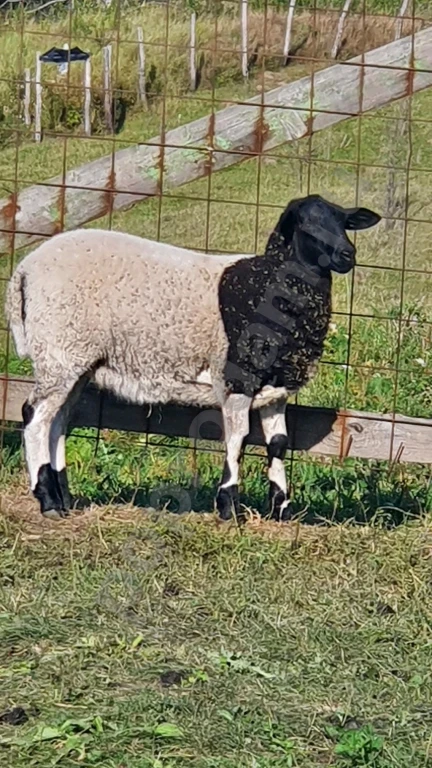 Овцы породы дорпер