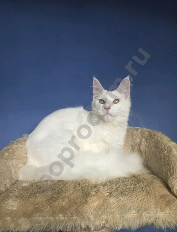 Кошечка мейн-кун подросток