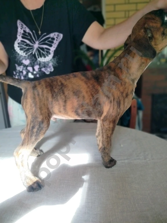 Немецкий боксер