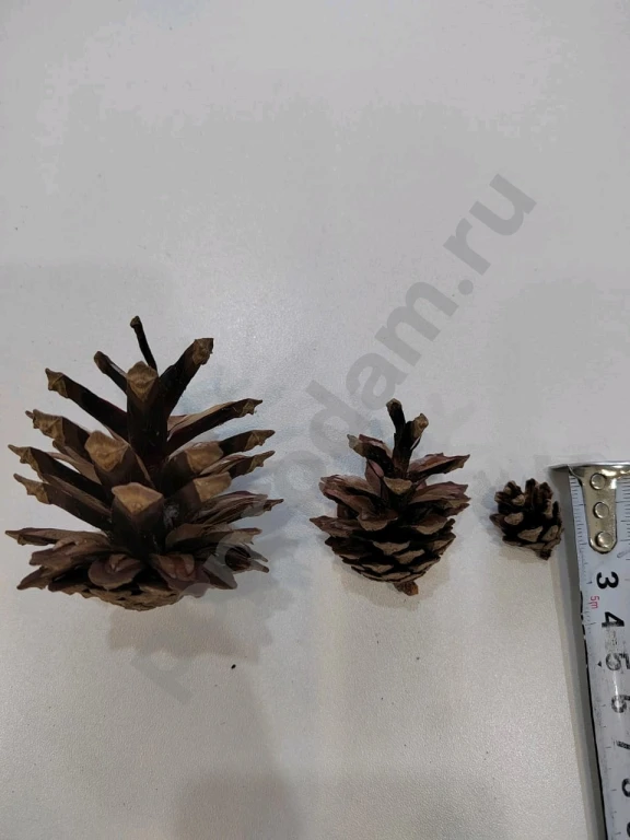 Шишки сосновые