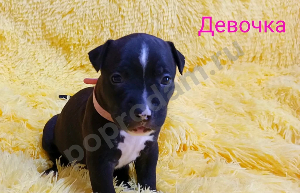 Американский Стаффордширский терьер щенки