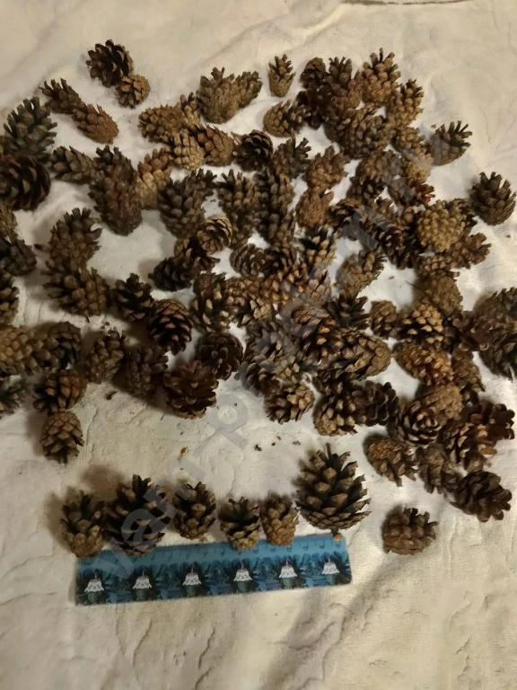 Сосновые шишки для творчества