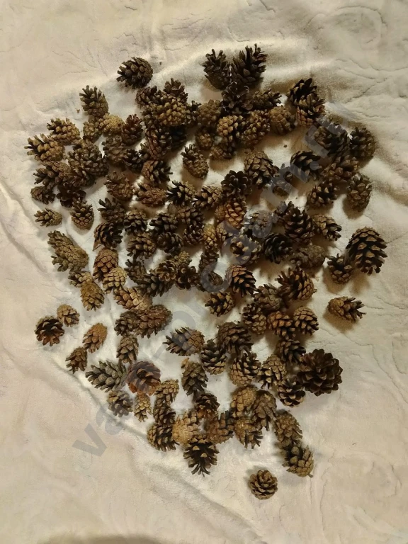 Сосновые шишки для творчества
