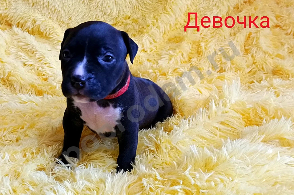 Американский Стаффордширский терьер щенки