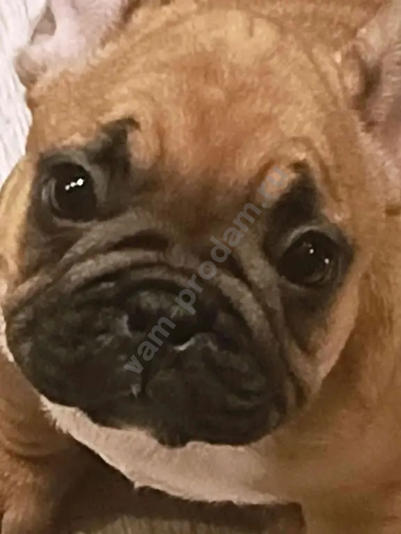французский бульдог