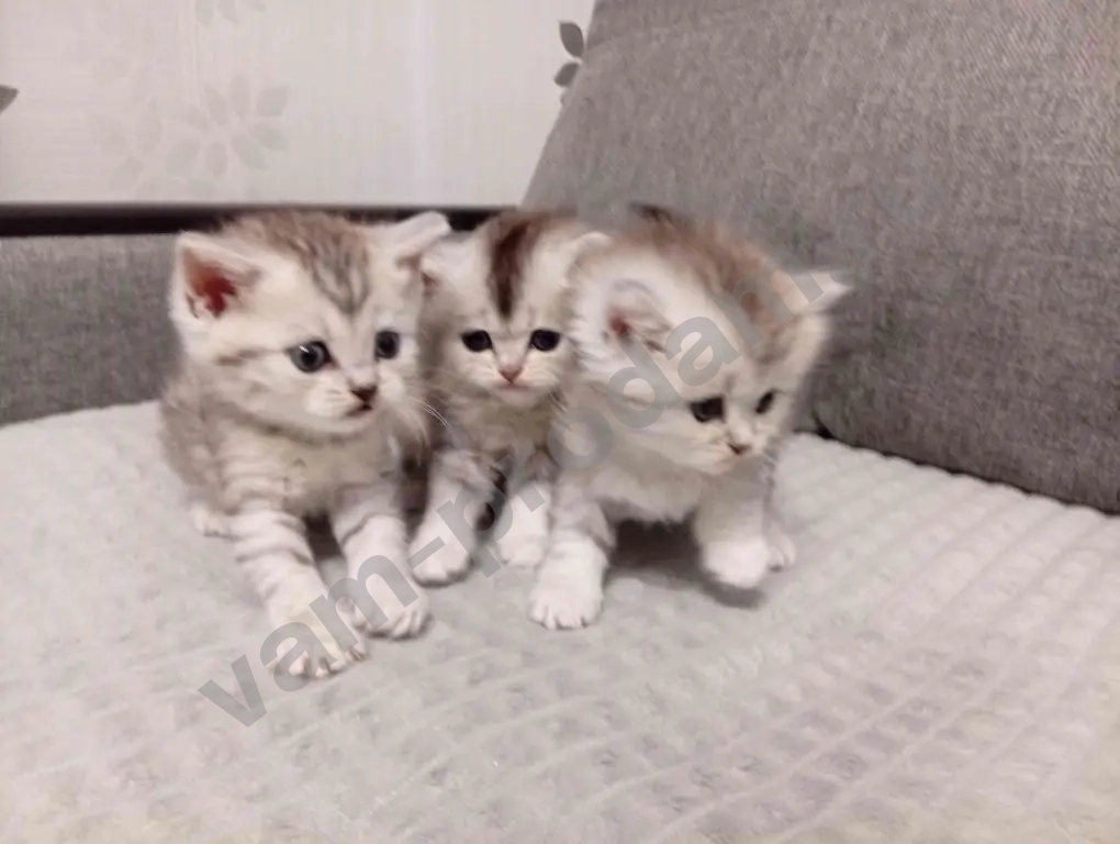 Шотландские котята хайленд