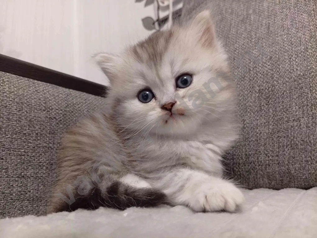 Шотландские котята хайленд