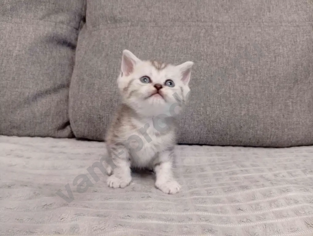 Шотландские котята хайленд