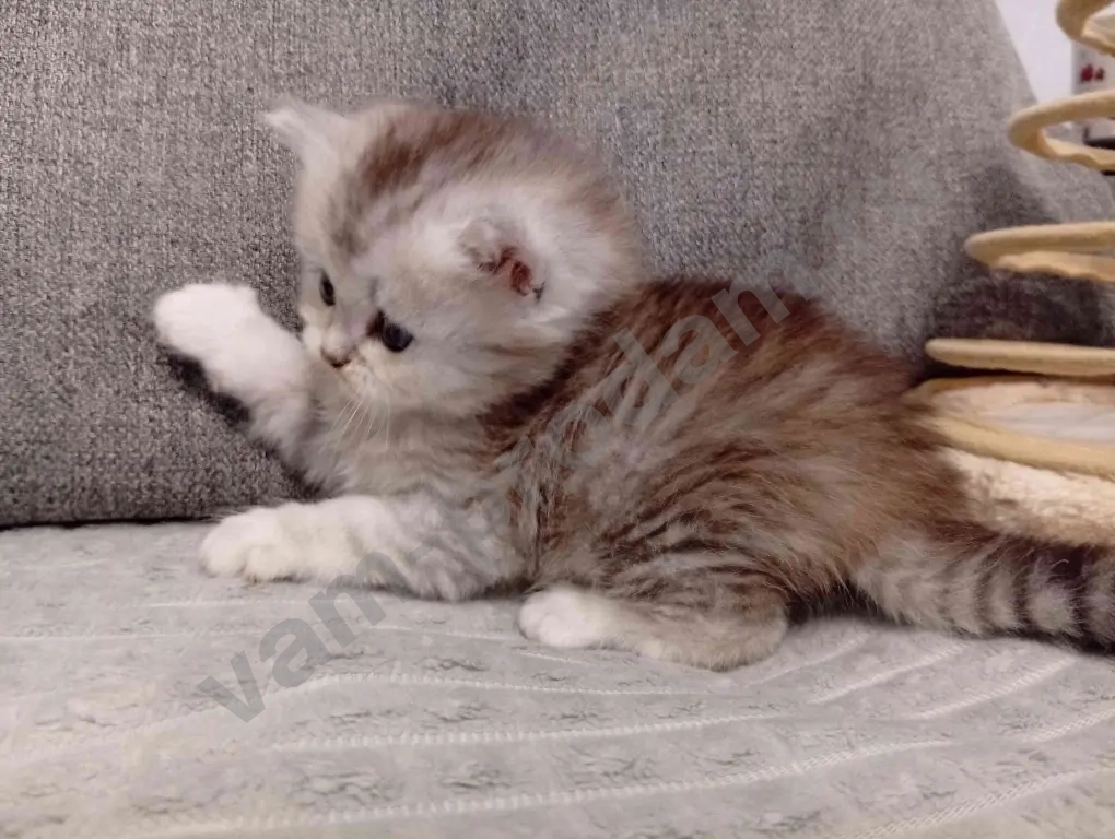 Шотландские котята хайленд