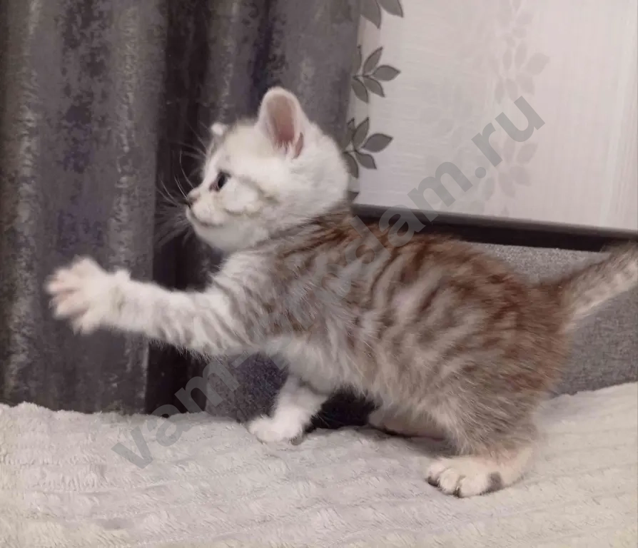 Шотландские котята хайленд