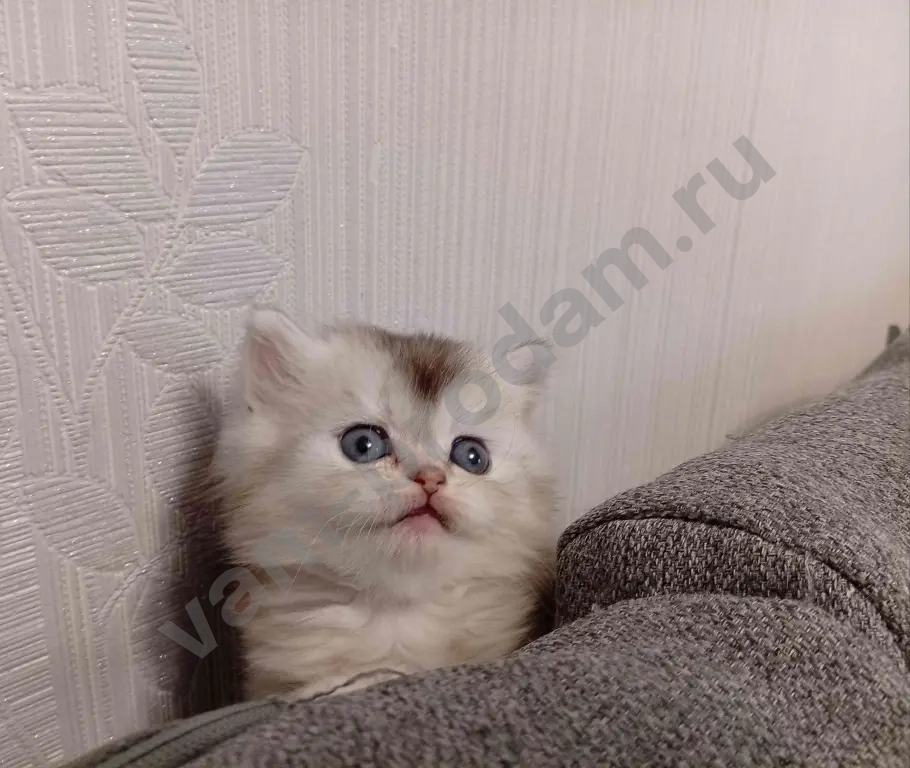 Шотландские котята хайленд