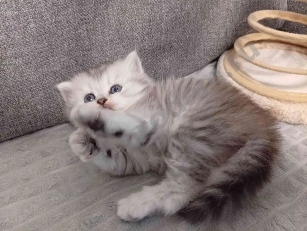 Шотландские котята хайленд