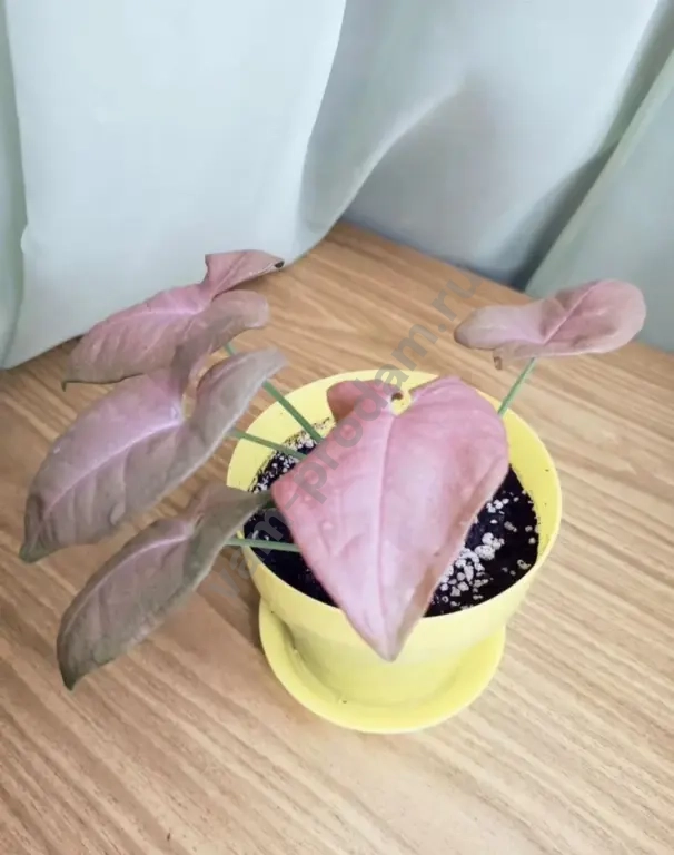 сингониум неон пинк