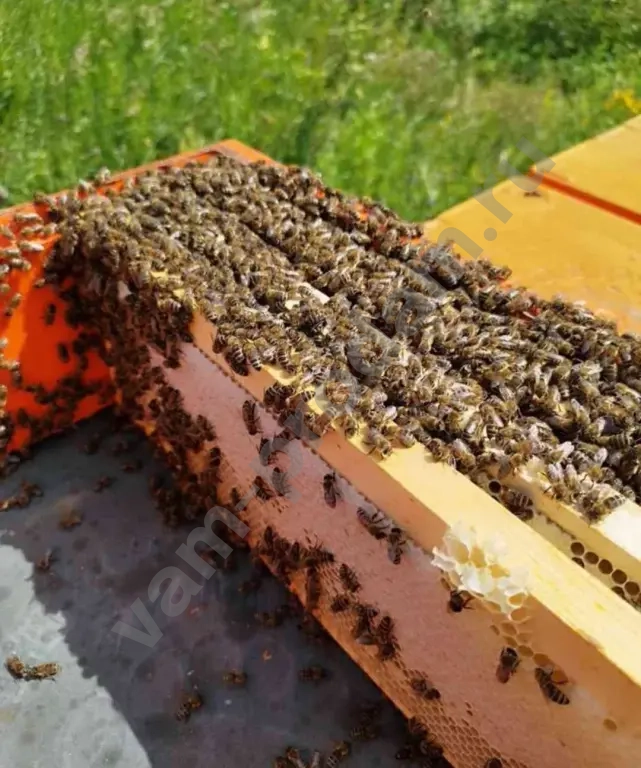 Мёд натуральный