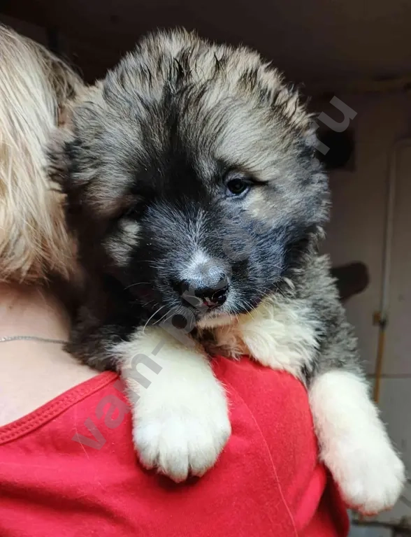 щенков кавказской овчарки