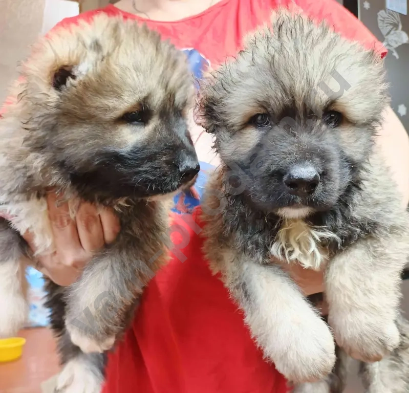 щенков кавказской овчарки